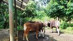 Penampakan Jaliteng, Sapi Unik dari Prigen