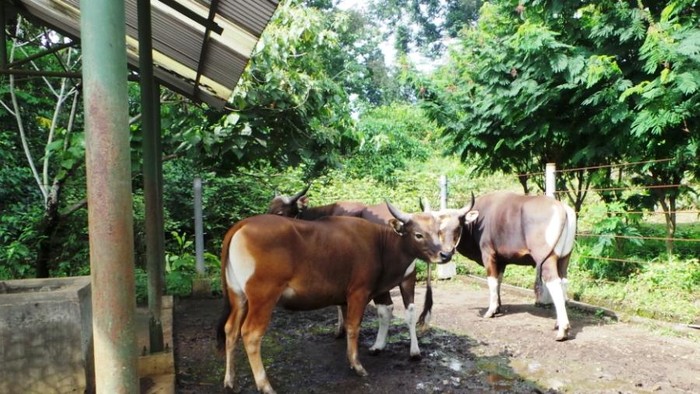 Mentan: Swasembada Sapi Rumusnya Sederhana