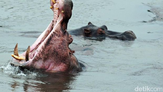 Kuda nil di Senegal Kuda nil di Senegal