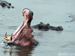 10 Penampakan Hewan Terbesar di Dunia, Ada yang Beratnya Capai 190 Ton