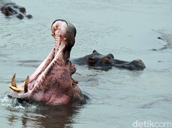 Kuda Nil Ganas Seruduk Kapal, 11 Penumpang Hilang