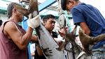 Aktivitas Bongkar Muat Ikan di Muara Angke