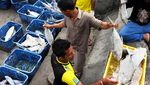 Aktivitas Bongkar Muat Ikan di Muara Angke
