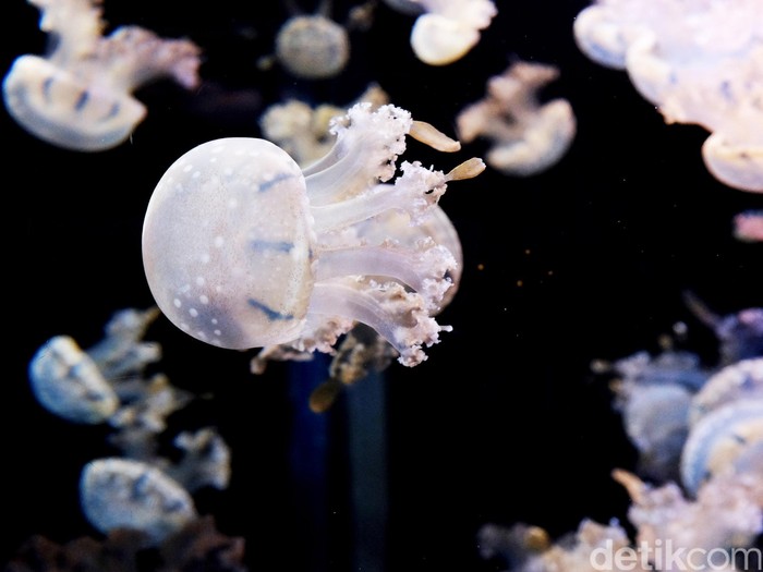 Bukan Dipipisi, Begini Pertolongan Pertama Saat Tersengat Ubur-ubur