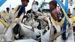 Aktivitas Bongkar Muat Ikan di Muara Angke