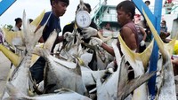 Ikan-ikan hasil tangkapan nelayan ditimbang kemudian dipasarkan untuk kebutuhan lokal atau ekspor.