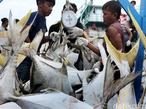 1.930 Ton Ikan Hasil Illegal Fishing Dilelang di Aceh