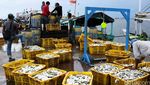 Aktivitas Bongkar Muat Ikan di Muara Angke