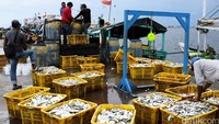 Di tengah isu reklamasi pantai utara Jakarta para pekerja melakukan bongkar muat ikan hasil tangkapan di Pelabuhan Muara Angke, Jakarta Utara.
