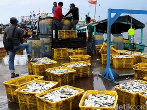 Ini Ikan yang Paling Banyak Dikonsumsi Orang Indonesia