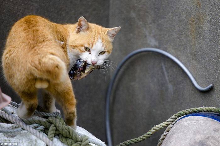 Kucing Jepang