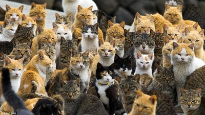 Potret Pulau Jepang yang Dikuasai Kucing