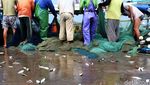 Aktivitas Bongkar Muat Ikan di Muara Angke