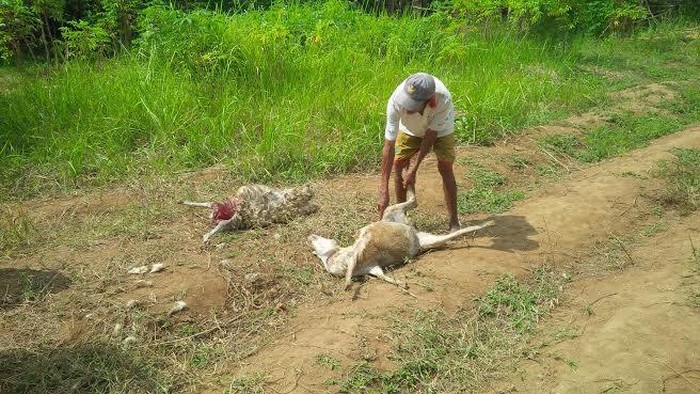 Dinas Peternakan Banyuwangi: Domba Mati Diduga Serangan Anjing Liar