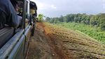 Cara Seru Jelajah Perkebunan Teh di Puncak