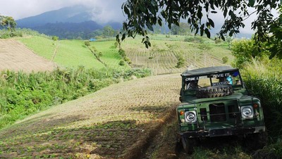 Cara Seru Jelajah Perkebunan Teh di Puncak