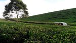 Cara Seru Jelajah Perkebunan Teh di Puncak