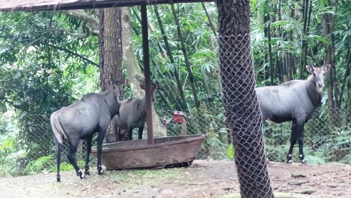 Bertemu Nilgai di Prigen, Sapi Suci dari India