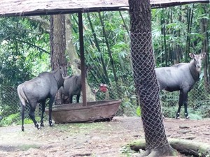 Bertemu Nilgai di Prigen, Sapi Suci dari India