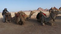 Foto: detikTravel berkesempatan menginjakkan kaki di Gurun Wadi Rum atas undangan Jordan Tourism Board (JTB) pada 16-23 Mei 2016 lalu. Wadi Rum terletak di selatan Yordania, tepatnya di dekat kota Aqaba. Salah satu kegiatan yang asyik di sini adalah, naik unta! (Madin/detikTravel)