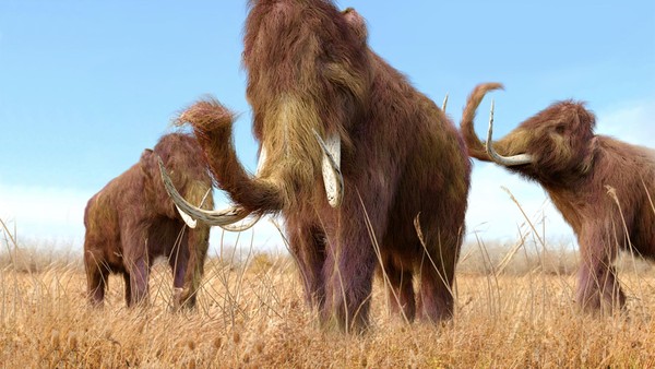 Mammoth merupahan genus gajah purba yang sudah punah. Gadingnya melingkar membentuk kurva ke arah dalam. Mereka hidup dalam masa Pleistosen sejak 1,6 juta sampai sekitar 10 ribu tahun lalu. (dok. Thinkstrock)