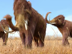 Masih Utuh! Mumi Bayi Mammoth Berusia 35.000 Tahun Ditemukan di Kanada