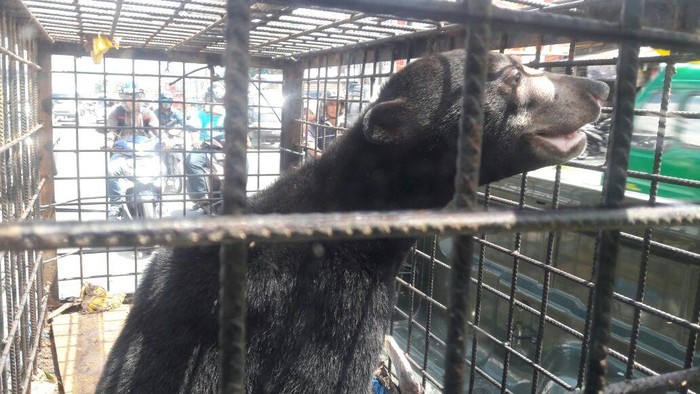 Mangsa Ternak Warga, Seekor Beruang Liar Diamankan BKSDA Riau