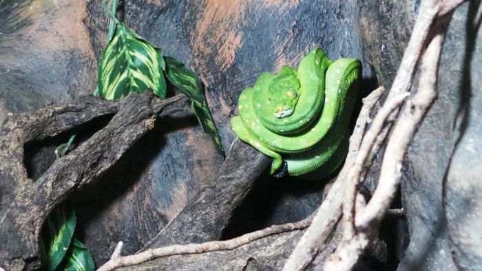 Mengintip Koleksi Ular di Taman Safari Prigen - Foto 3