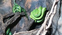Foto: Traveler bisa berjumpa dengan ular viper berwarna hijau ini. Ular ini sangat berbisa, oleh sebab itu dia ditempatkan dalam akuarium kaca agar tidak membahayakan pengunjung (Wahyu/detikTravel)