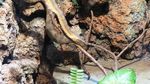 Mengintip Koleksi Ular di Taman Safari Prigen