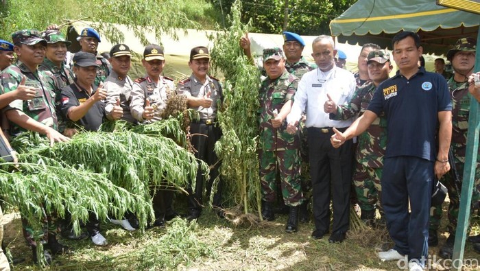 TNI Temukan Ladang Ganja 60 Ha di Mandailing Natal Sumut
