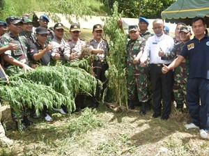 TNI Temukan Ladang Ganja 60 Ha di Mandailing Natal Sumut