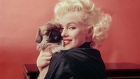 Marilyn Monroe yang dijuluki simbol seks menarik perhatian akibat cara berjalannya yang mirip menari. Ia disebut memiliki cacat lahir di kaki, di mana salah satunya lebih pendek. Selain itu, ia mengidap gangguan bipolar yang berdampak negatif pada karirnya. Foto: PA/MILTON GREENE/ BBC