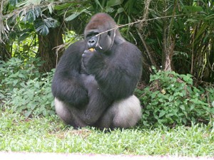 Menengok Kandang Gorila di Ragunan, Aman Untuk Anak dan Hewan?
