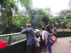 Cara Mengawasi Anak di Ragunan Agar Tak Nyasar ke Kandang Gorila
