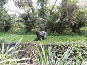 Begini Cara Ragunan Cegah Anak Masuk Kandang Gorila