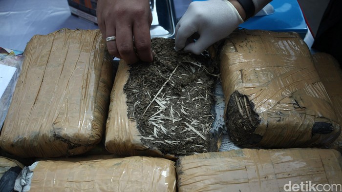 Polda Metro Tangkap Sindikat Pengedar Ganja 4 Kg Jaringan Aceh