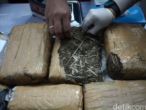 Polda Metro Tangkap Sindikat Pengedar Ganja 4 Kg Jaringan Aceh