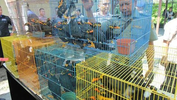 Pengiriman 90 Ekor Beo asal Kalimantan Digagalkan