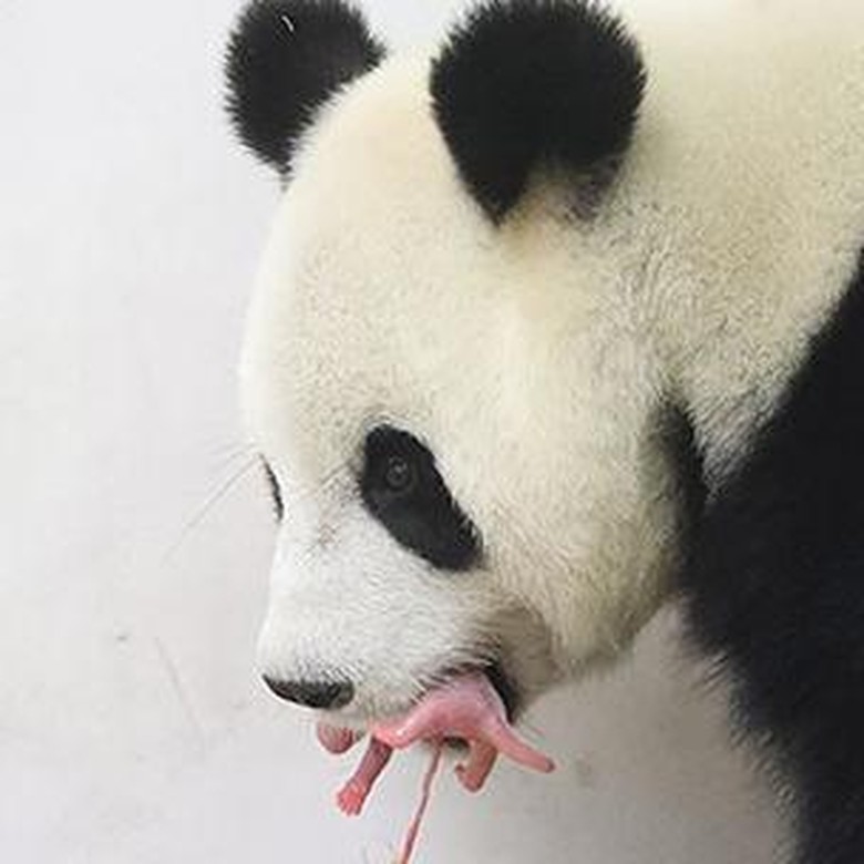Peristiwa Langka Bayi Panda  Raksasa Lahir di Belgia