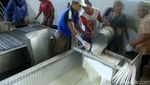 Mengintip Produksi Karet di Banyumas