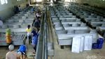 Mengintip Produksi Karet di Banyumas