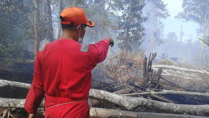 10 Ha Lahan Gambut di Kepulauan Meranti Terbakar, 4 Ekor Ular Terpanggang