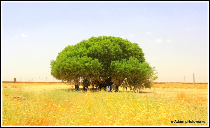 Pohon Nabi di Yordania