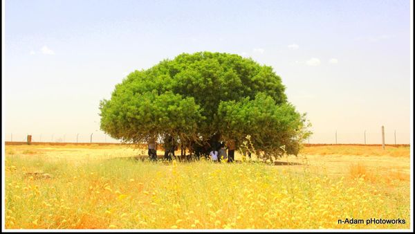 Ziarah ke Pohon Nabi 'The Only Living Sahabi' Ziarah ke Pohon Nabi 'The Only Living Sahabi'
