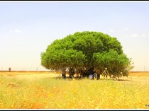 Potret Pohon Sahabat Nabi yang Masih Hidup di Yordania