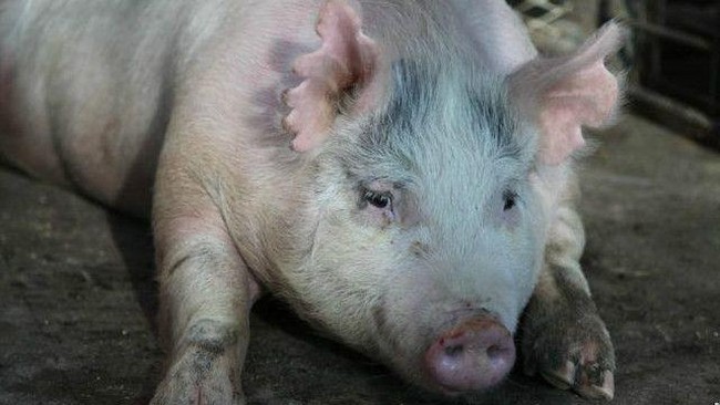Kisah Bisnis Babi Hasilkan Kekayaan Rp 196 Triliun