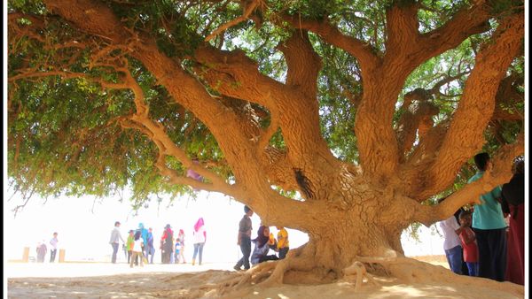 Ziarah ke Pohon Nabi 'The Only Living Sahabi'
