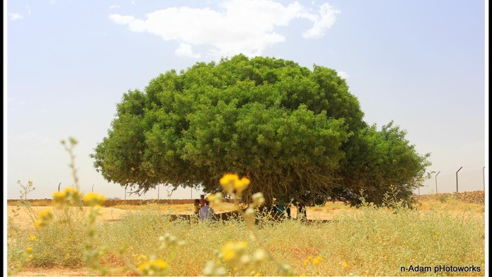 Pohon Nabi di Yordania