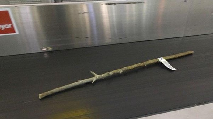Kisah Batang Pohon di Bandara yang Bikin Heboh Netizen